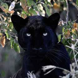 Ref SP : 1772477130.tif