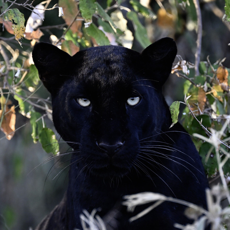 Ref SP : 1772477130.tif